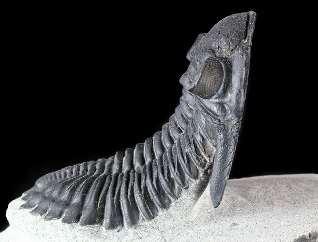 Aesthetic, Hollardops Trilobite - Excellent Eyes #57776